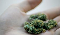 A hand holding a marijuana bud