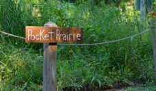 Wooden sign saying Pocket Prairie in front of green space
