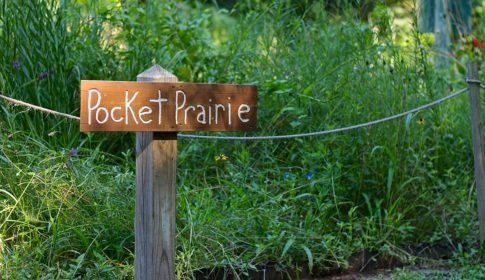 Wooden sign saying Pocket Prairie in front of green space