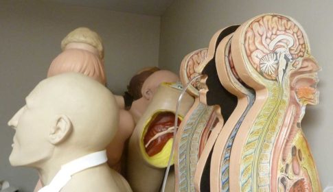 A closet full of mannequins used for medical teaching.