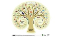 california drought 2014 case study Illustration of a tree showing the relationship of green spaces and wellbeing