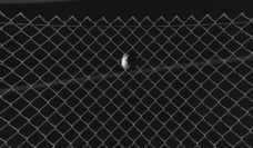 Black and white photo of a bird in the middle of a chain link fence