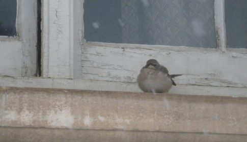A bird huddled on a windowsill on a snowy day