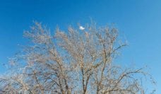 Plastic bag caught at the top of a beautiful tree