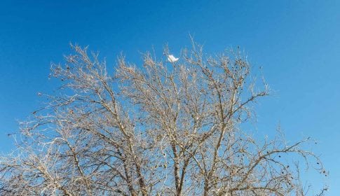 Plastic bag caught at the top of a beautiful tree