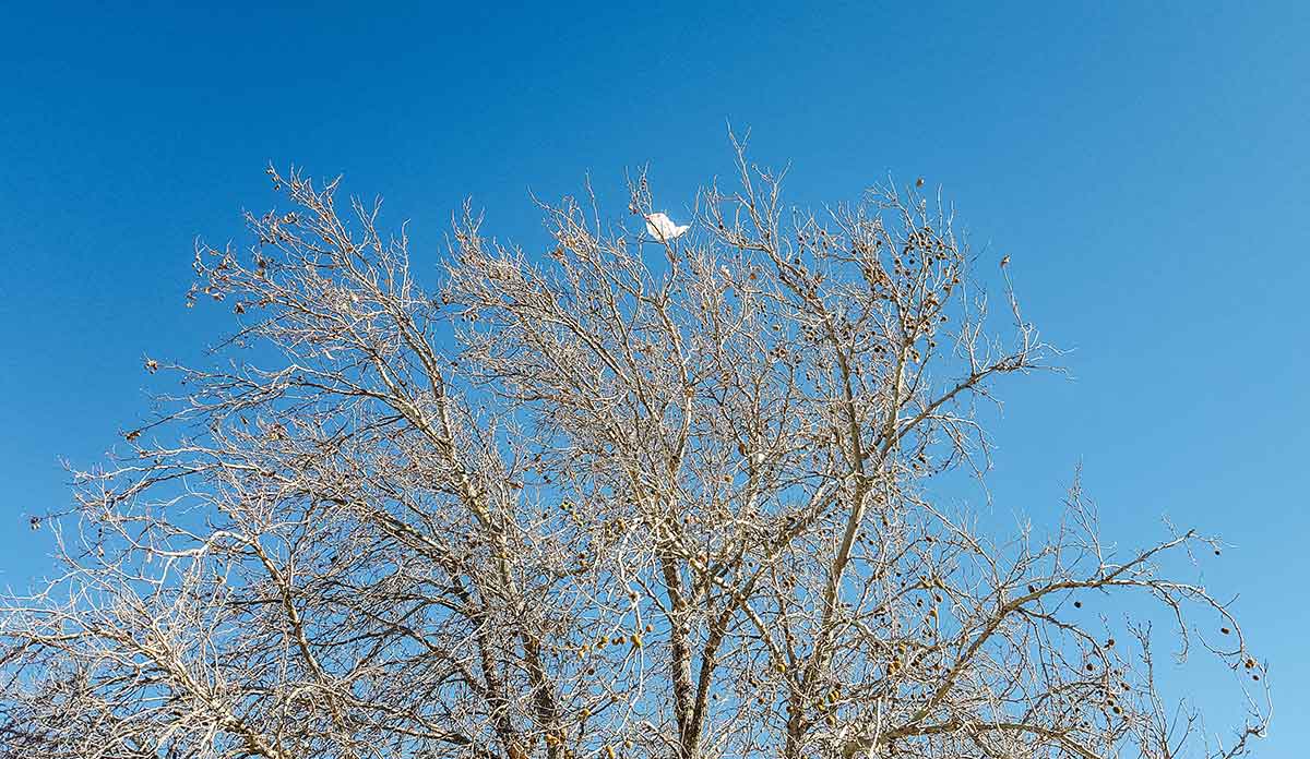 Blowing In The Wind Plastic Bag Use Public Health Post