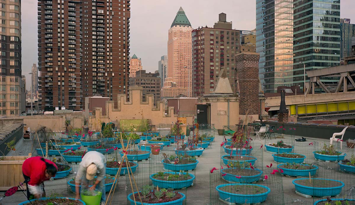Five Borough Farms rooftop garden in Hell's Kitchen