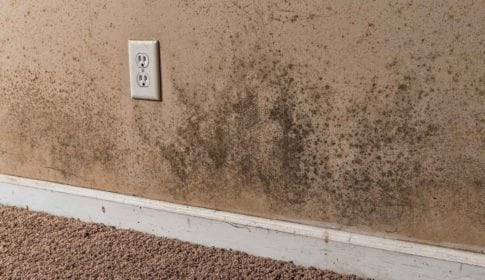 Wall of a house with mold