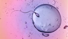 Illustration of a sperm entering an egg