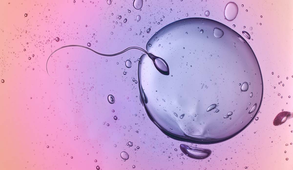 Illustration of a sperm entering an egg