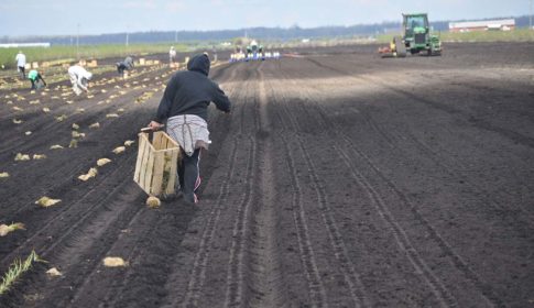 A woman in a hoodie dragging a box of onions