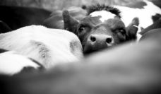 A cow's head looking over the backs of cows as it gets squished in the herd