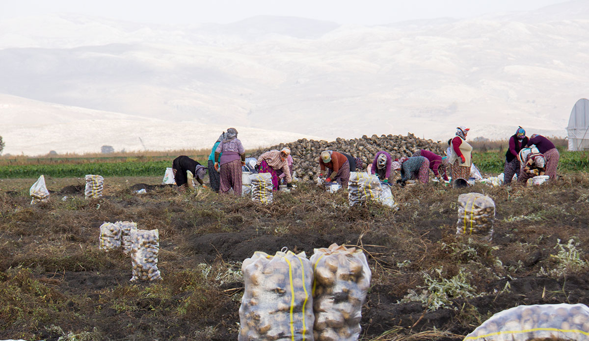 farm workers