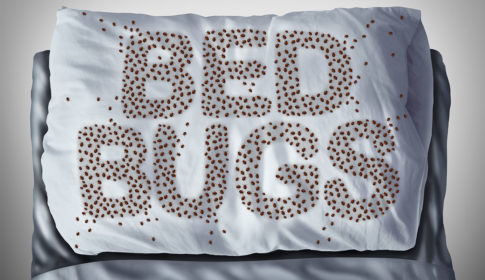 bed bugs spelled out on pillow