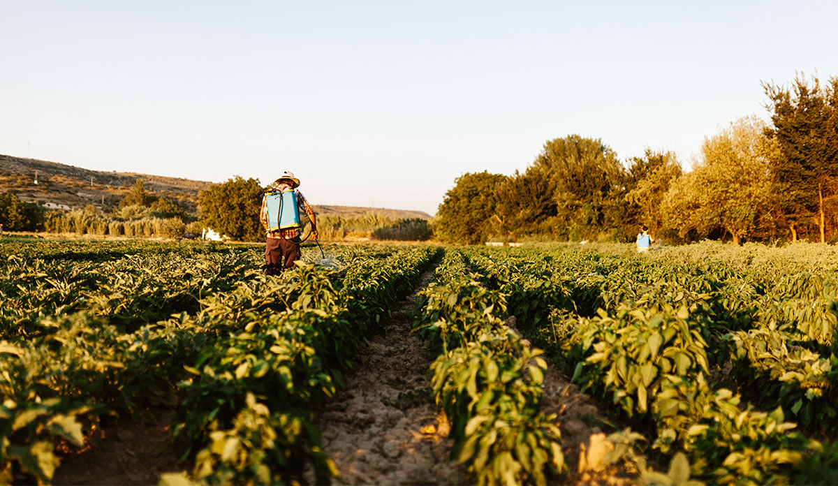 farmworker in field.