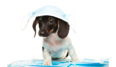 Puppy with masks