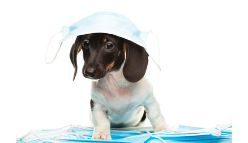 Puppy with masks