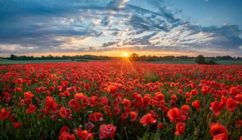 field of poppies