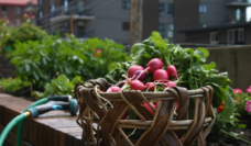 basket of radishes sit on wall of an urban garden