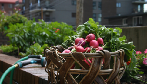 basket of radishes sit on wall of an urban garden