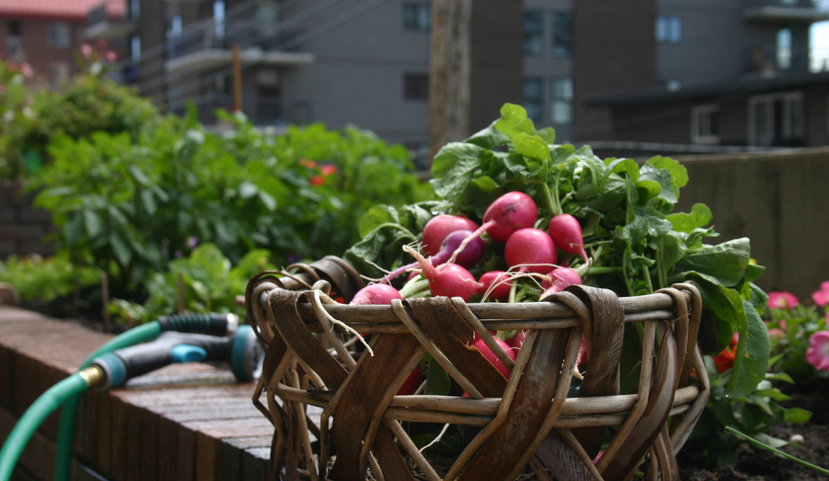 basket of radishes sit on wall of an urban garden