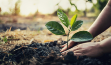 hands plant a sapling in the ground